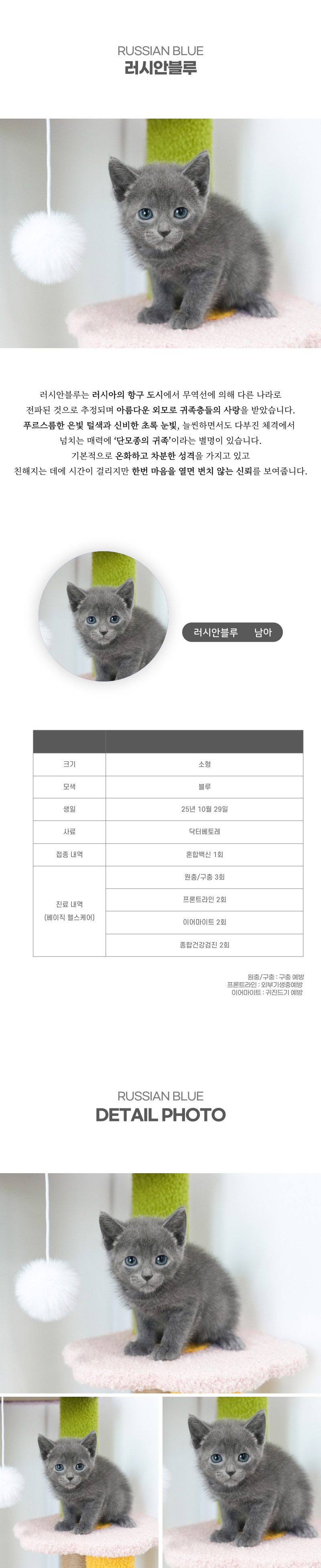 러시안블루_상세이미지_2